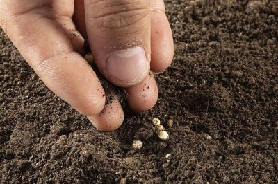 五味子怎么管理，枝条新芽萌发前要修剪过密枝、弱枯枝