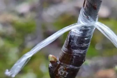 柿树的嫁接成活率怎么提高,需选择健壮、直径适宜的树枝作为砧木