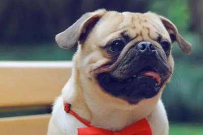 巴哥犬如何喂养,得时刻注意它的饮食