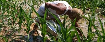 高温天气怎么施肥，施肥时间为下午、施肥后要浇水