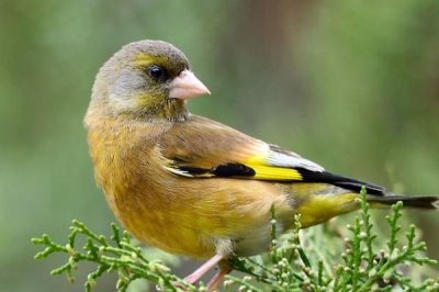 如何让黄雀不怕人,可通过喂食建立信任