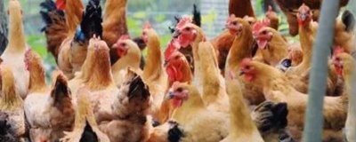 孵小鸡21天了还没破壳怎么办,建议适当提高鸡舍内的湿度