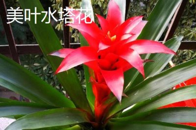 水塔花的种类,不同品种的叶片颜色不一