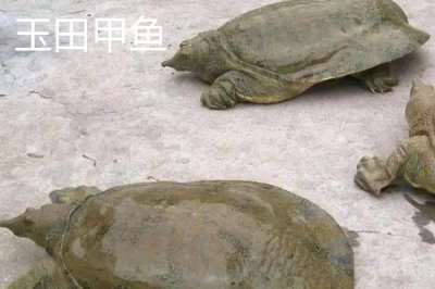 河北省安新县的特产,白洋淀熏鱼深受旅客欢迎