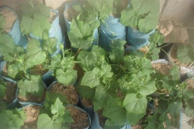 佛手瓜怎么种植，用温水浸种1小时再播种