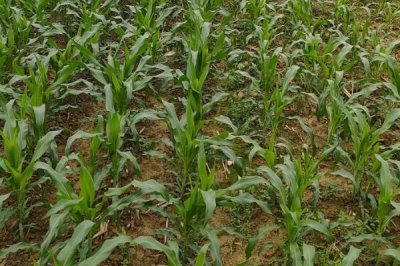 龙单137玉米种子特点,普通玉米品种