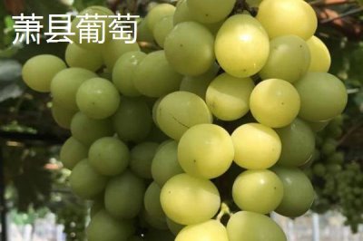 安徽省萧县的特产,高滩萝卜久负盛名
