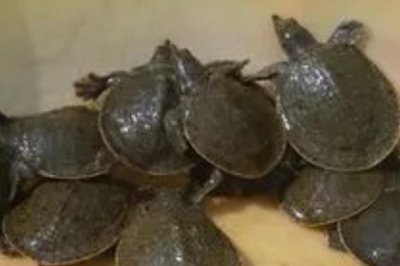 怎么杀甲鱼,小甲鱼和大甲鱼的杀法不同