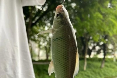 怎么钓鲮鱼,台钓法是常用的钓法