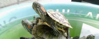 巴西龟怎么喂食,最好还是选择在水中喂食