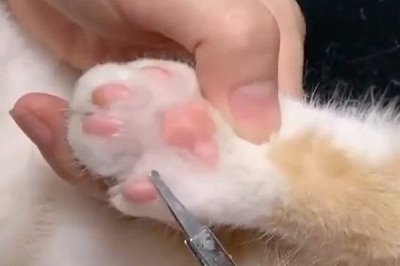为什么猫咪会有脚臭,可能是脚毛太长容易吸收汗液所致