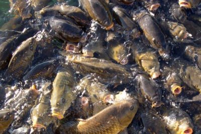 鲤鱼的寿命有多少年,有人把鲤鱼当作神物