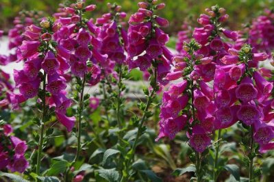 地黄的生长条件,越是荒山越是生长