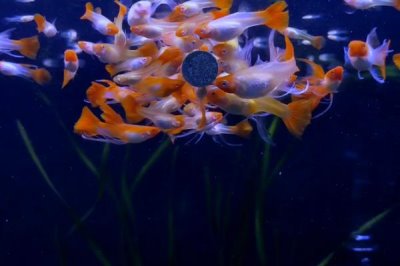 孔雀鱼的氧气要求，密度比较高则需要打开氧气