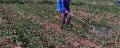 玉米使用除草剂的注意事项，一定要在3-5叶期前使用