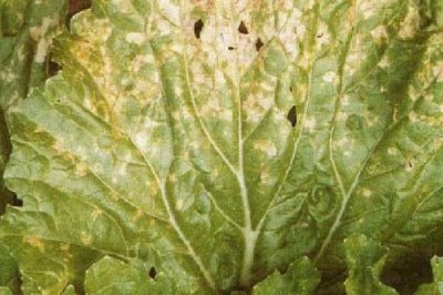 大白菜的生长温度是多少,不同时期对温度的要求不同