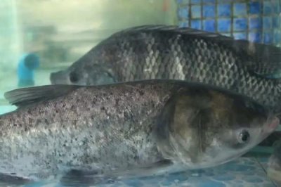 大头鱼如何进行高密度养殖,大规格鱼种的亩投放量要控制在100尾以内