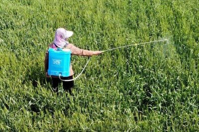 玉米香蕉穗的防治方法，一定要适期播种