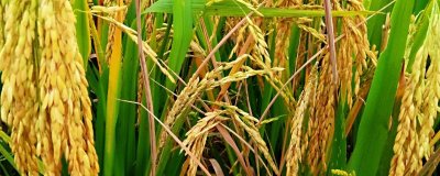 水稻一亩地能产多少，低产田亩产为600-700斤左右