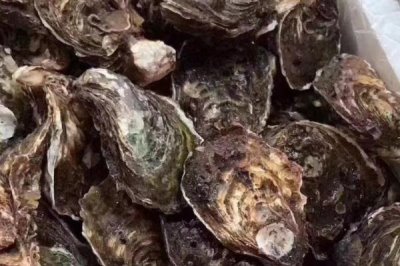诏安湾生蚝的价格，2-5.6元一斤