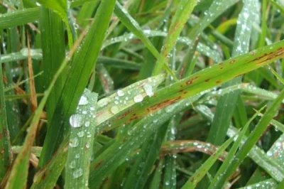 打了除草剂多久见效,见效时间取决于除草剂种类和天气等