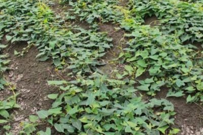 赤首乌的栽培方法,栽后须及时搭棚遮荫