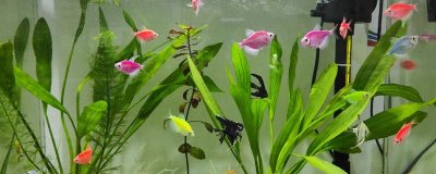 观赏鱼不喂的情况下能活几天,一般可以活一个月左右