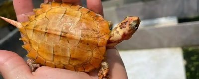 枫叶龟的价格，一般在200-500元一只