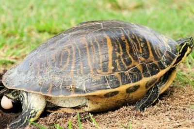 乌龟公母怎么区分，公龟尾巴细长、母龟尾巴短粗