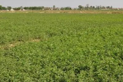 甘草种植条件要求,土壤PH值在7.2-9之间为佳