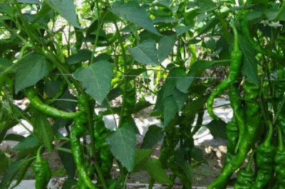 辣椒用什么土种，选择微酸性或中性土种为佳