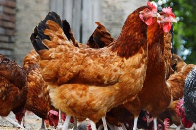 家禽维生素D缺乏症状，严重时出现“企鹅型”蹲伏姿势