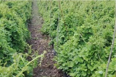 沙参的市场价格,一斤售价15元左右