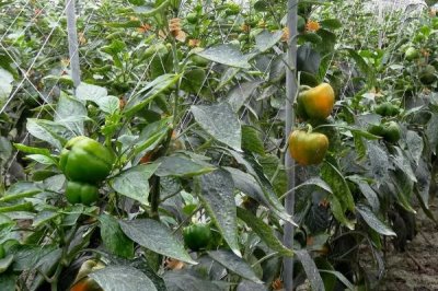 彩椒怎么种,需控制好温度和湿度