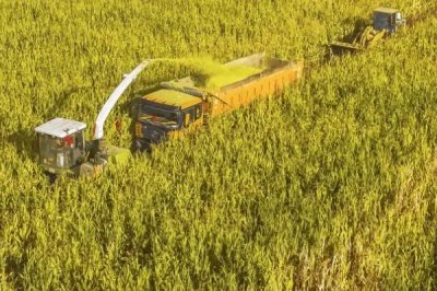 珍白玉8号(试验名称:珍白玉8号)玉米种子特征特性,在各地最佳节令播种