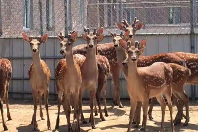 梅花鹿的养殖要求,对场地、水源、社会条件均有要求