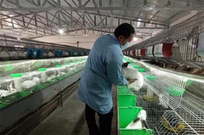 散养100只野兔的成本,总资金需要3万元左右