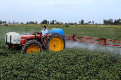 棉花受到药害怎么补救,可通过喷洒清水稀释农药