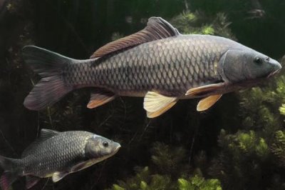 鲤鱼的寿命有多少年,有人把鲤鱼当作神物