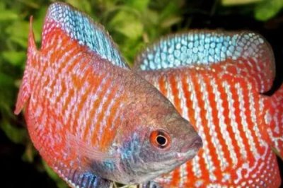 丽丽鱼吃什么食物,可以用活饵喂