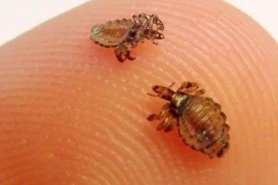 跳蚤的天敌,蜻蜓、蝾螈、鸟类等