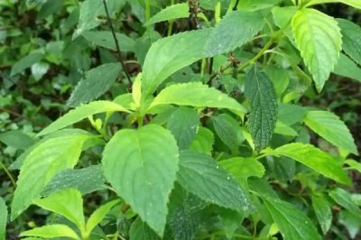 野坝子什么时候开花，多集中在每年9-12月