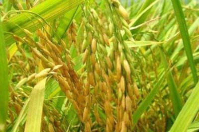 玖两优丝苗水稻品种的特性，每亩有效穗数20.6万穗