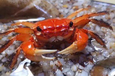 观赏螃蟹吃什么,鱼虾、红虫、螺蛳、浮萍等都可以吃