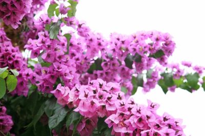 三角梅怎么过冬，将环境的温度控制在15度左右