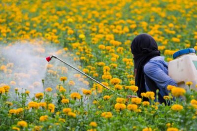 菊花夏天能放外面吗，可以放外面养但需要做好遮阴措施