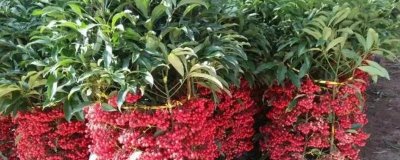 富贵子的管理技术,每年春季4-5月间换盆1次