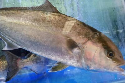 章红鱼的价格,一斤售价50元左右