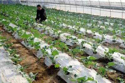 怎么给大棚蔬菜施冲施肥料,追肥与冲施肥相结合