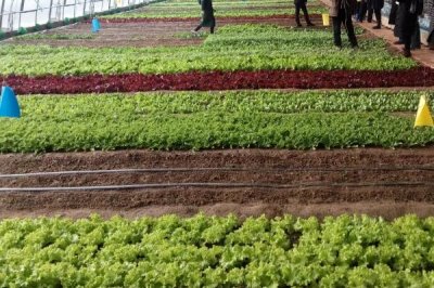 大棚蔬菜冬季施肥注意事项,建议有机肥和无机肥相结合